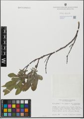 Foto von Salix glabra Scop.
